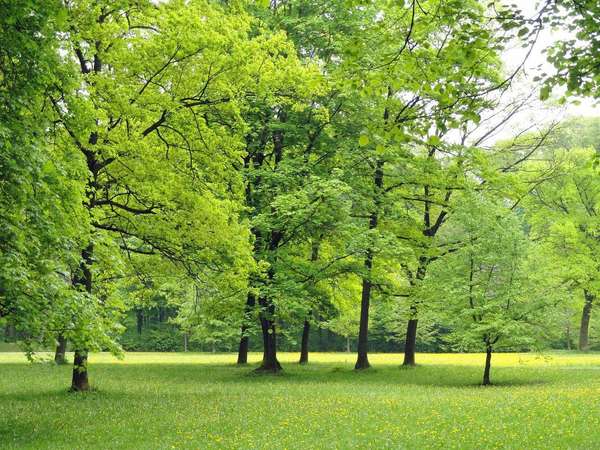 Ponúkame na predaj pozemky 2912 m2, Košice – Sever, Anička.